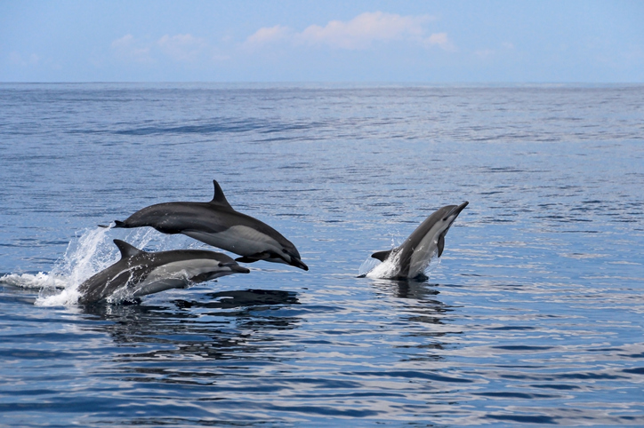 TELL ME SOMETHING GOOD: A rare dolphin sighting off the Connecticut shoreline caught on video