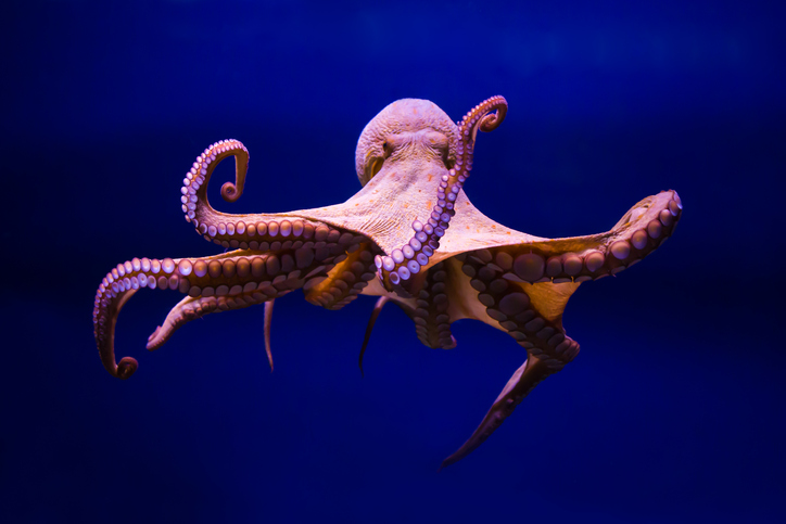 MUNDANE MYSTERIES: What is the plural term for ‘Octopus’?