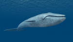 MUNDANE MYSTERIES: How much does a whale eat in a day?