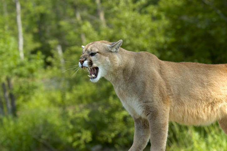 TELL ME SOMETHING GOOD: Man’s best friend saves owners from Mountain Lion