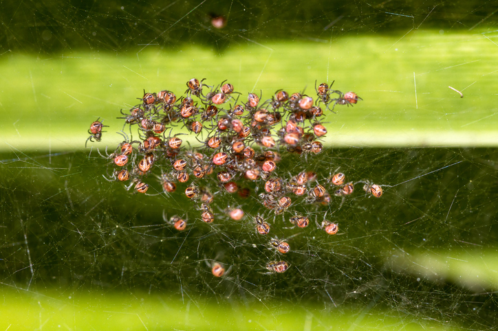 MUNDANE MYSTERIES: What are baby spiders called?