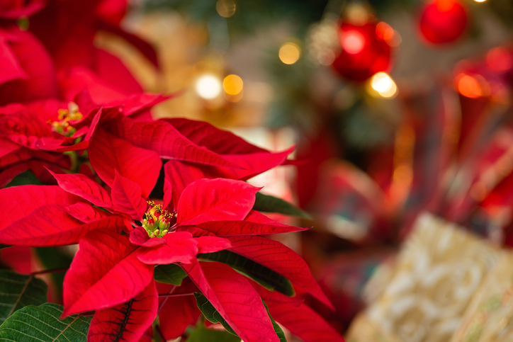 MUNDANE MYSTERIES: Why do we decorate with poinsettias during Christmas time?