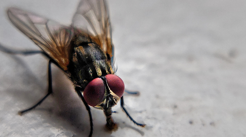 MUNDANE MYSTERIES: Do flies have a purpose?