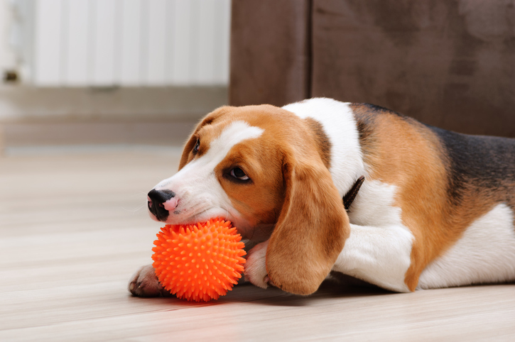 MUNDANE MYSTERIES: Why do dogs like squeaky toys so much?