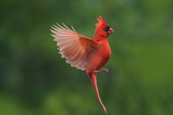 MUNDANE MYSTERIES: Why are cardinals red?