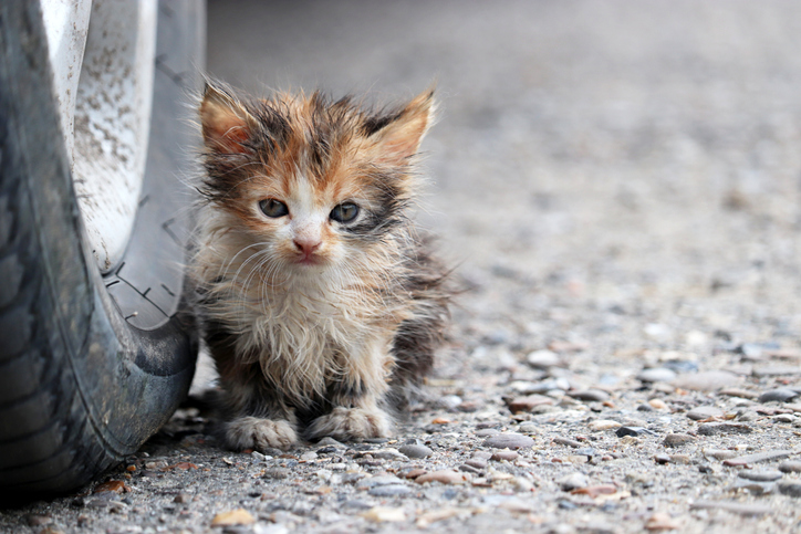TELL ME SOMETHING GOOD: Guy pulls over to save a kitten, ends up saving a whole kitten family