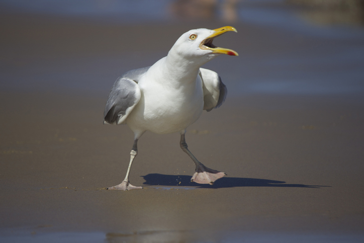 MUNDANE MYSTERIES: How did Seagulls get their name?