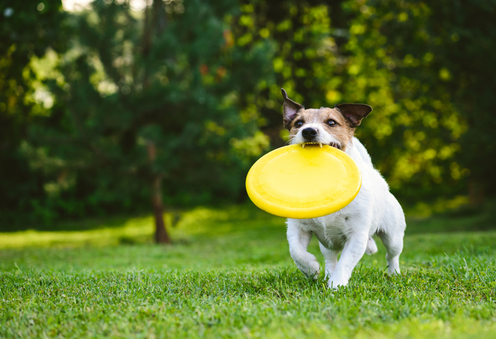 MUNDANE MYSTERIES: Where did the Frisbee get it’s name?