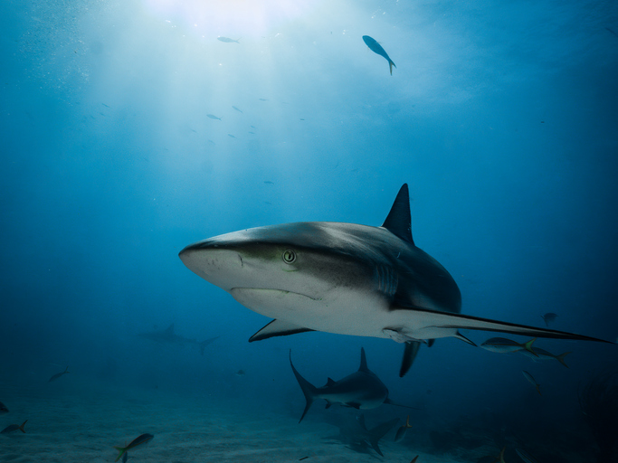 MUNDANE MYSTERIES: Do sharks have bones?