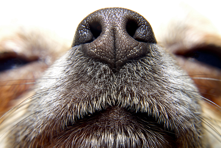 MUNDANE MYSTERIES: Why do dog’s noses get wet?