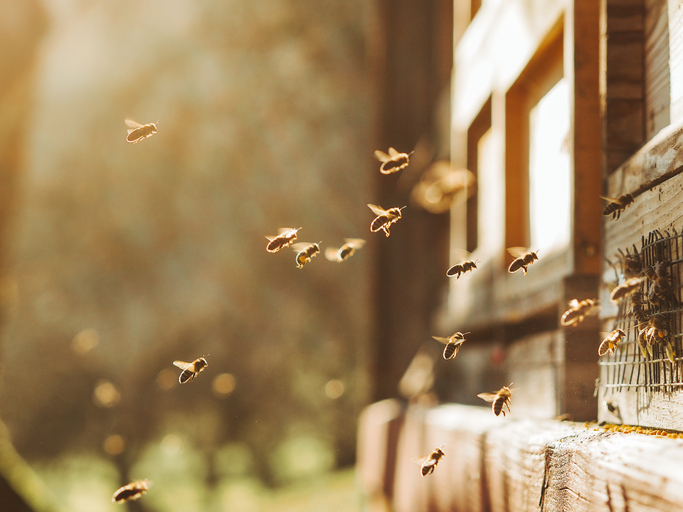 MUNDANE MYSTERIES: Do bees sting other bees?