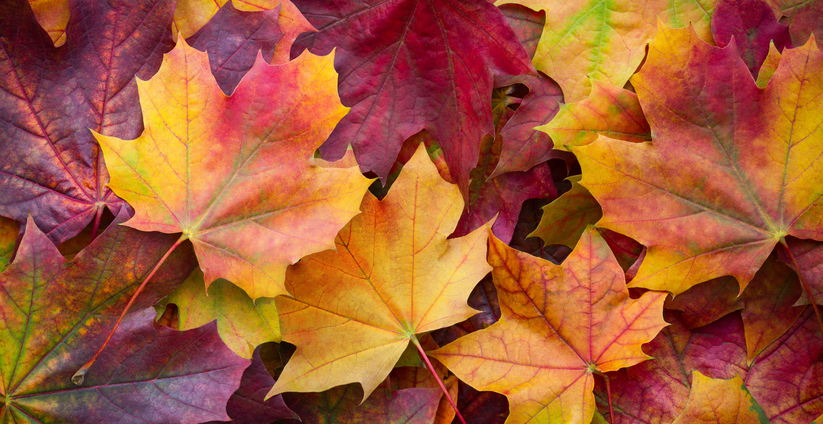 MUNDANE MYSTERIES: What makes leaves turn color in the fall?