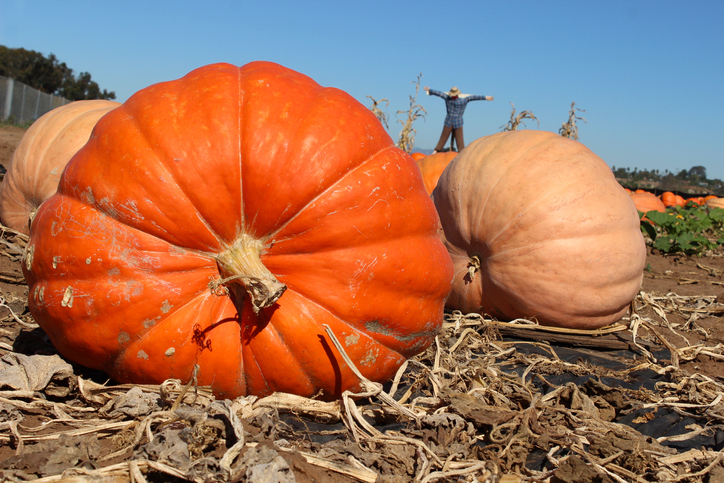 TELL ME SOMETHING GOOD: There is a new champ for Heaviest Pumpkin In America