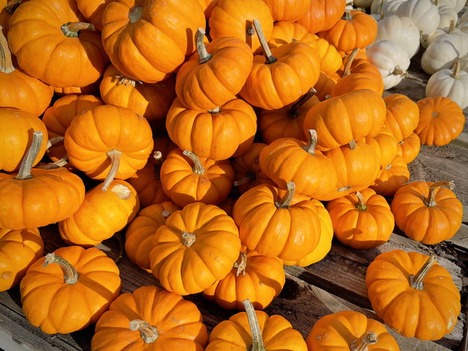 THE FEED: 3 Fun Mini Pumpkin Ideas For You and The Kids