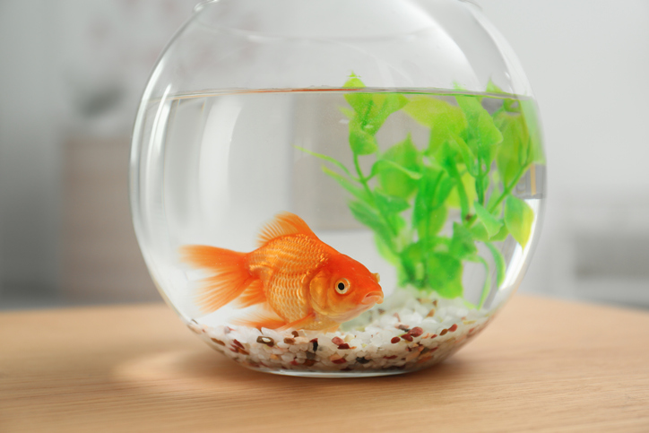 MUNDANE MYSTERIES: Do goldfish actually have bad memories?