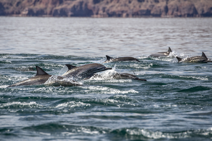 TELL ME SOMETHING GOOD: Hundreds of people rally to save group of stranded dolphins