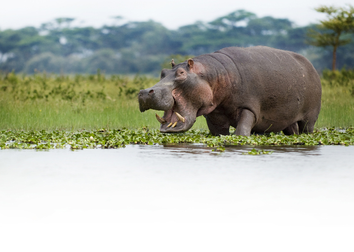 MUNDANE MYSTERIES: Can animals get sunburned?