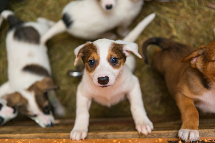 TELL ME SOMETHING GOOD: Dogs who were on the plane that crash landed now finding homes