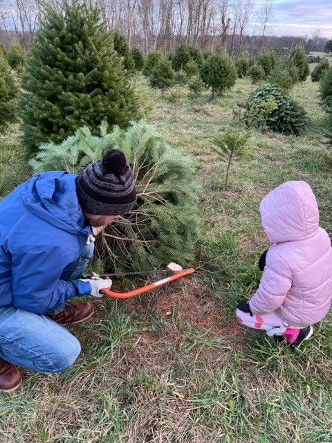 MUNDANE MYSTERIES: How long does it take for Christmas Trees to grow?