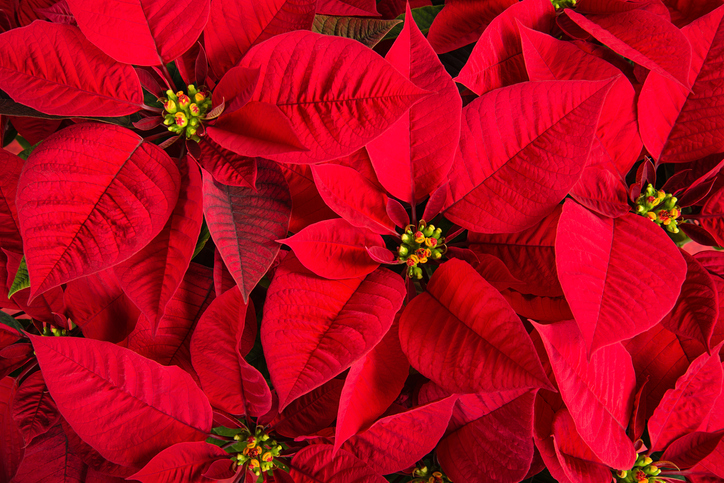 MUNDANE MYSTERIES: Are Poinsettias, the festive red holiday plant, poisonous?!