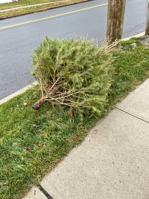 MUNDANE MYSTERIES: Can Christmas trees be recycled?