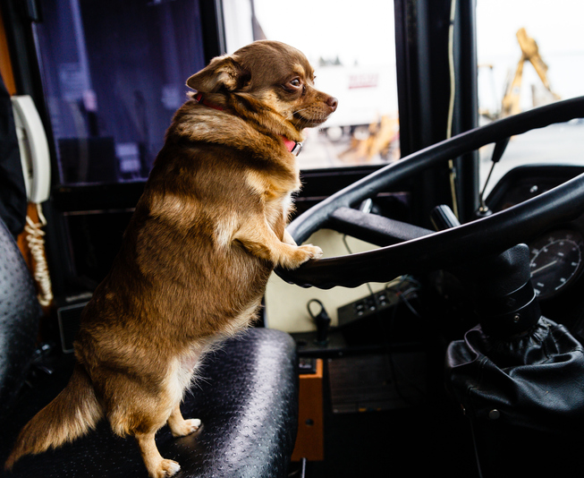 TELL ME SOMETHING GOOD: Watch these dogs ride a bus like humans for Doggy Daycare