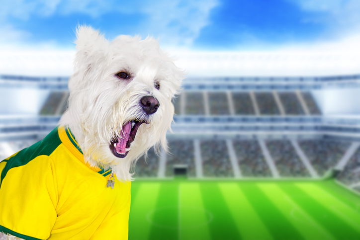 TELL ME SOMETHING GOOD: New England will be well represented in this year’s Puppy Bowl