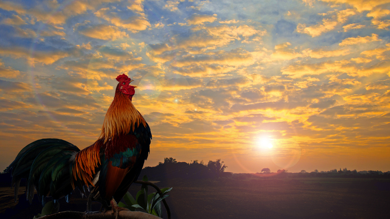 MUNDANE MYSTERIES: Do roosters hear themselves when they crow?