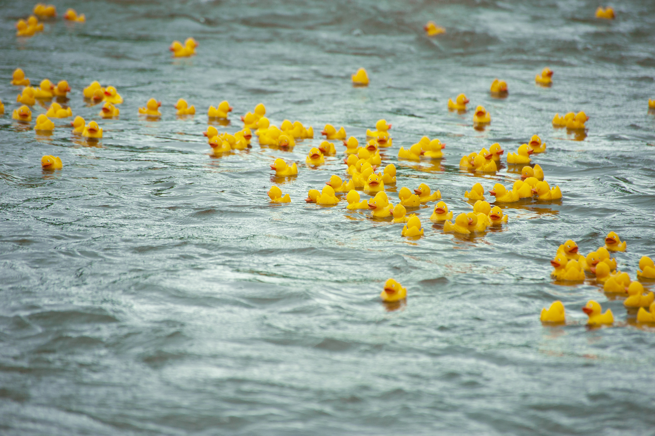 THE FEED: Summer Block Party, Duck Races, and Dog Days