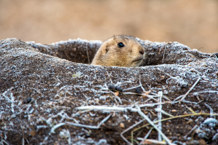 Kevin and Jenna: Beardsley Bart and Groundhog Day Fun!