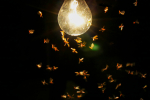 MUNDANE MYSTERIES: Why are Bugs Attracted to Lights?