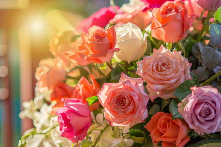 Mundane Mysteries: The Interesting Truth About the Colors of Roses!