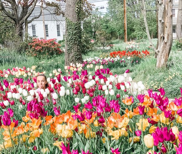 THE FEED: The Cherry Blossoms Are Out In Connecticut, Here’s Where To Find Them