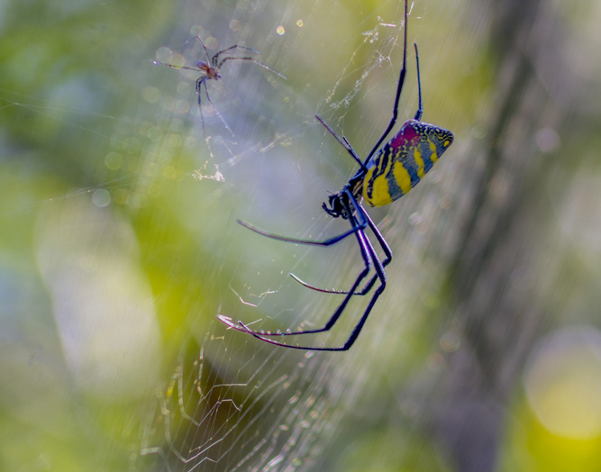 Kevin and Jenna: Flying Spiders are Coming to Connecticut!