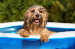 The Feed: Splash-tastic Fun for Kids and Pets at Home