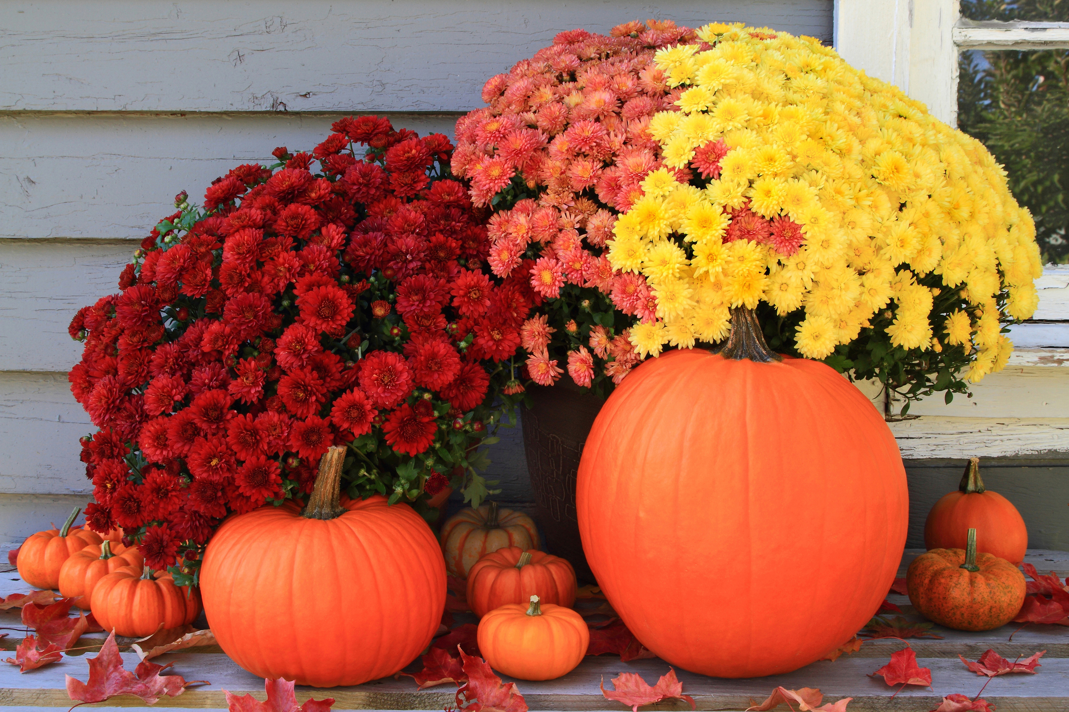 Mums and Annuals with Katie the Garden Lady