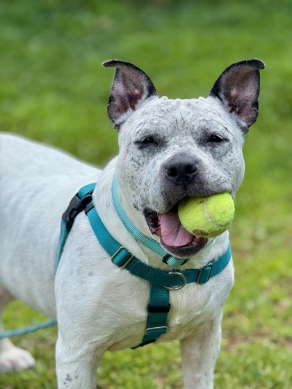 Peppa Pig (But Make It a Dog): Meet the House Hippo With a Heart of Gold