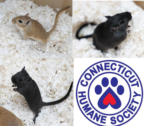 These Tiny Siblings Are Big on Personality: Meet Bashful, Grumpy & Doc from CT Humane Society