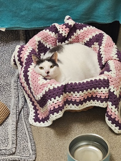 Meet Indigo: The Lovable, Chonky Cat Looking for His Forever Home