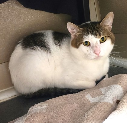 Meet Finn: A Gentle, Shy Kitty Looking for a Loving, Patient Home Meet Finn: A Gentle, Shy Kitty Looking for a Loving, Patient Home