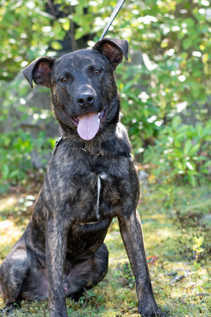 Meet Bosley: A Playful Puppy with a Gorgeous Brindle Coat Looking for His Forever Home