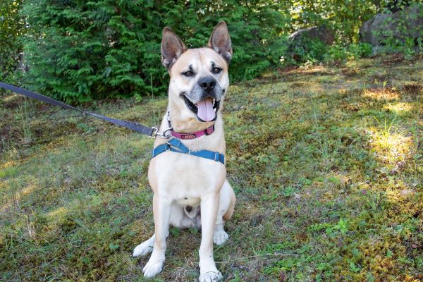 Meet Leo: A High-Energy Carolina Dog Looking for His Perfect Match