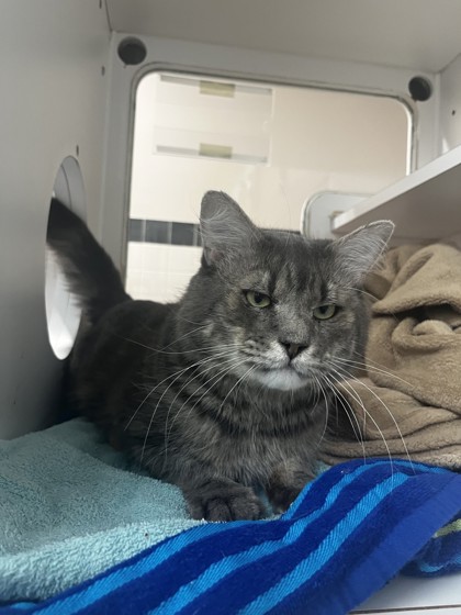 Meet Eeyore: The Sweet Cat with a Grumpy Face and a Big Heart