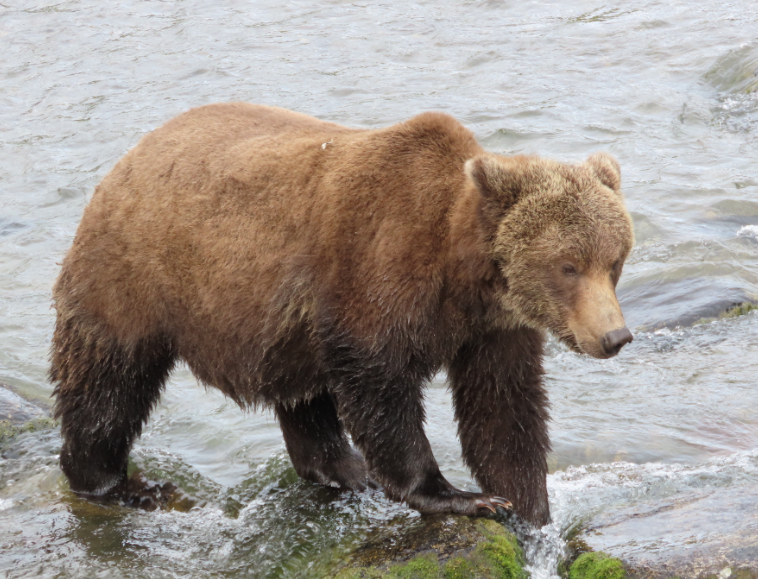 What is Fat Bear Week?