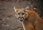 PODCAST – Monday, October 19: Scary Stories; The Viral Video Guy Who Was Stalked By A Cougar; Court Audio Returns