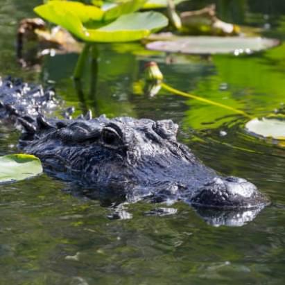 PODCAST – Tuesday, November 24: Man Saves Dog From Alligator, Madison Murder Case on HBO, Bernie’s Butler