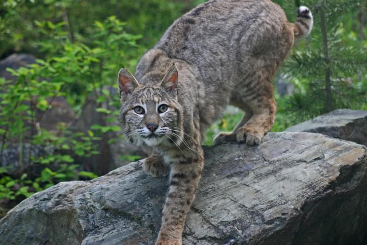 PODCAST – Monday, January 11: Bobcats and Rabies, A Third Grade Quiz, The Heartbreaking Story of Beau Wise