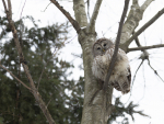 PODCAST – Wednesday, February 3: A 911 Call About An Owl; Dumb Ass News; We Check In With A Celebrity Sex Therapist