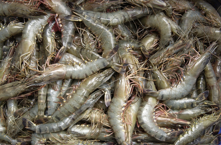 PODCAST – Tuesday, March 30: Tribe Nicknames; Naugatuck Shrimp Thieves; When To Eat Roadkill