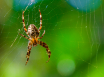 PODCAST – Tuesday, April 27: AJ’s Spider Story; Dumb Ass News; Coolest Places In Connecticut